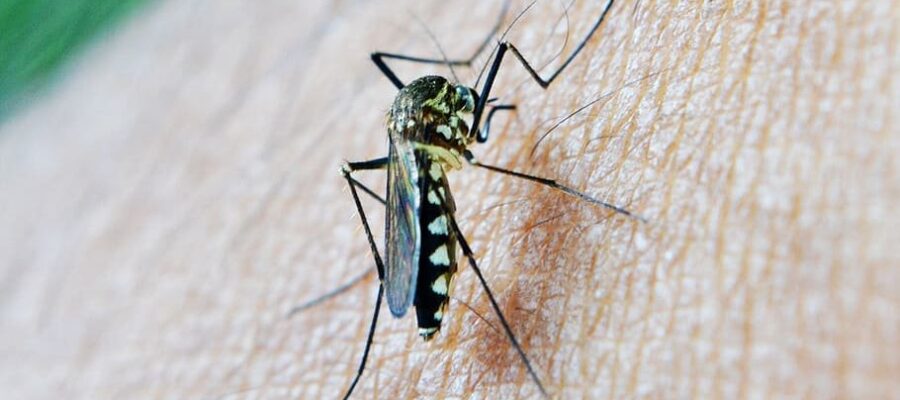 Las 5 mejores mosquiteras eléctricas del mercado