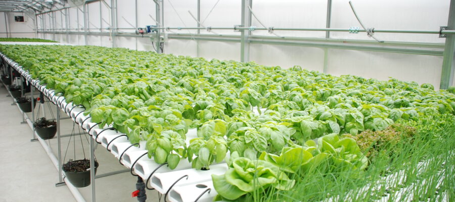 Una serra idroponica